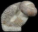 Really Cool Heteromorph (Nostoceras) Ammonite - Madagascar #51311-1